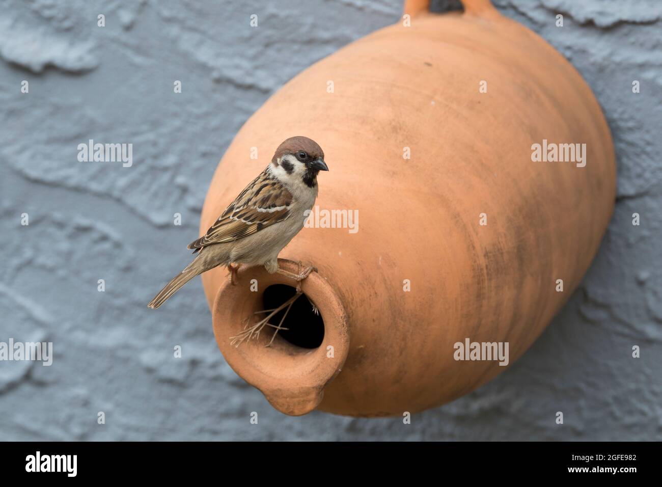 Feldspatz, an Nistkasten aus Ton, Tonröhre, Ton-Nistkasten, Nest, Feld-Spatz, Feldsperling, Feld-Sperling, Spatz, Spatzen, Sperling, Passer montanus, Stock Photo