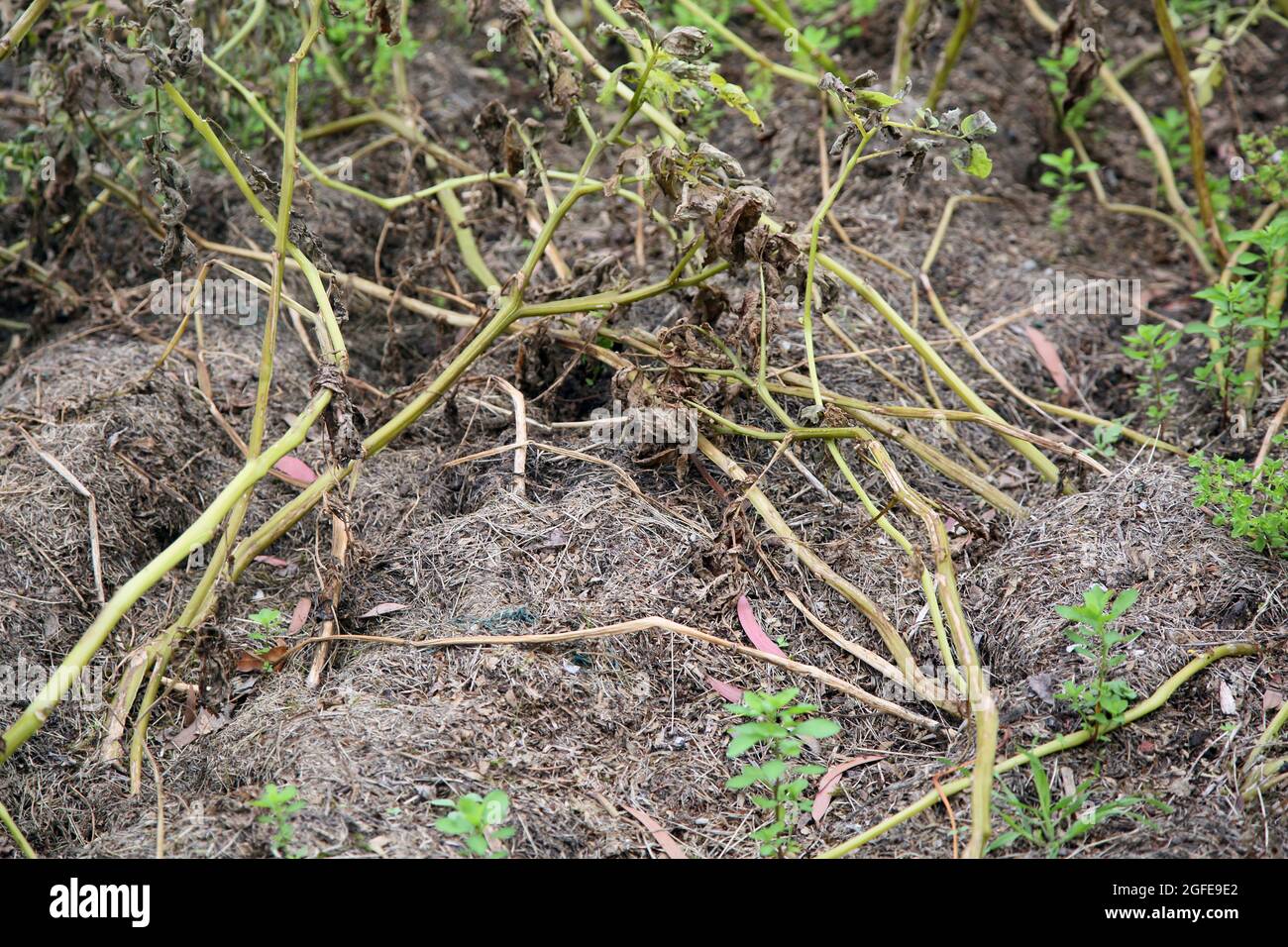 Potatoes Dying of Blight Vegetable Patch Surrey England Stock Photo Alamy