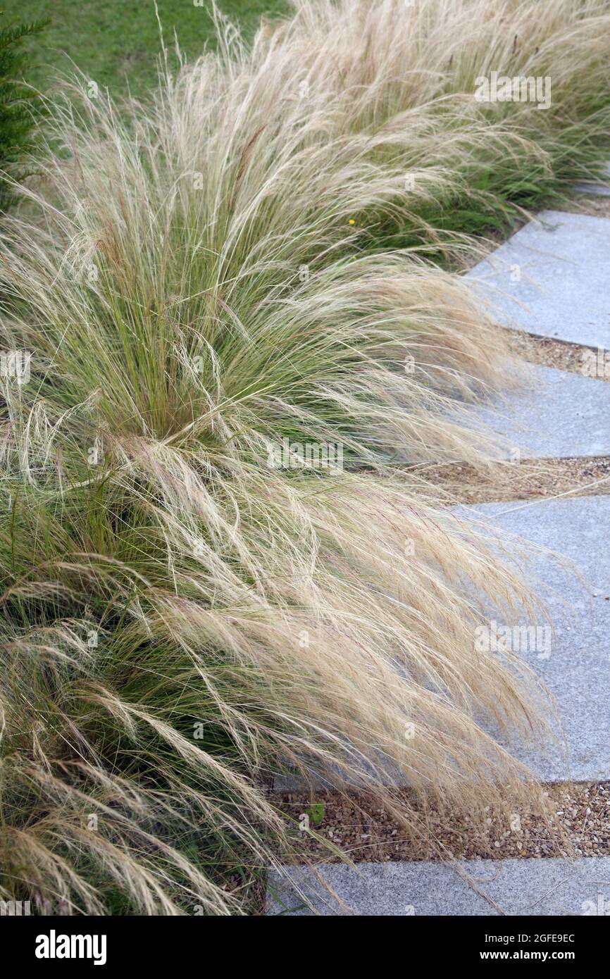 Mexican Feathergrass Lining a Path in Garden Surrey England Stock Photo