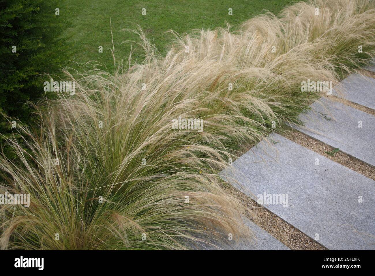 Mexican Feathergrass Lining a Path in Garden Surrey England Stock Photo