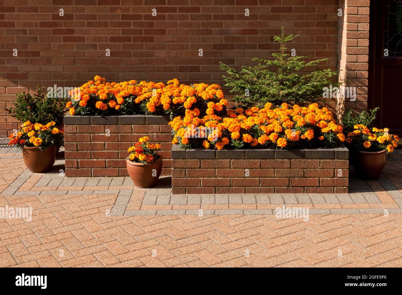 Raised Flower Bed on a Patio with pots Stock Photo