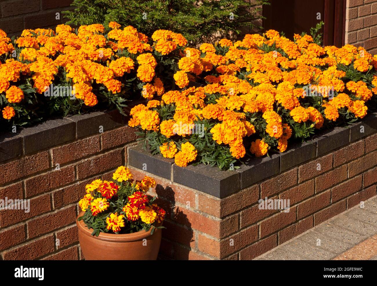 Raised Flower Bed on a Patio with a pot Stock Photo