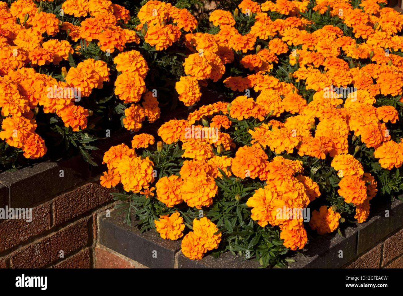 Raised Flower Bed full of Marigolds on a Patio Stock Photo