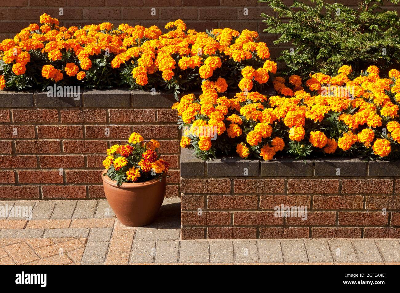 Raised Flower Bed on a Patio with a pot Stock Photo