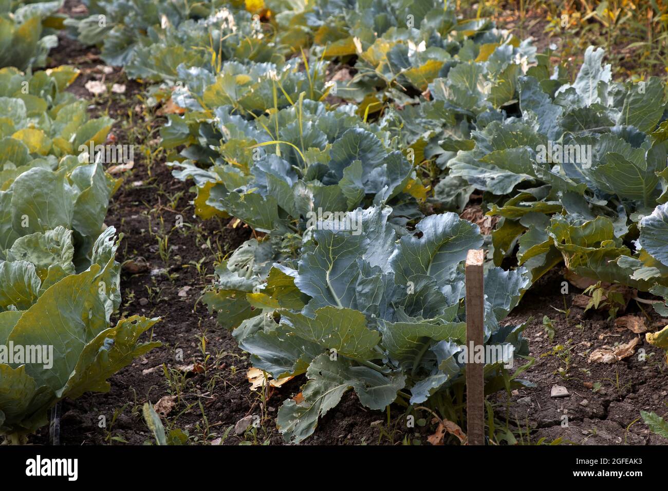 Cabbages growing in a vegetable garden Stock Photo Alamy