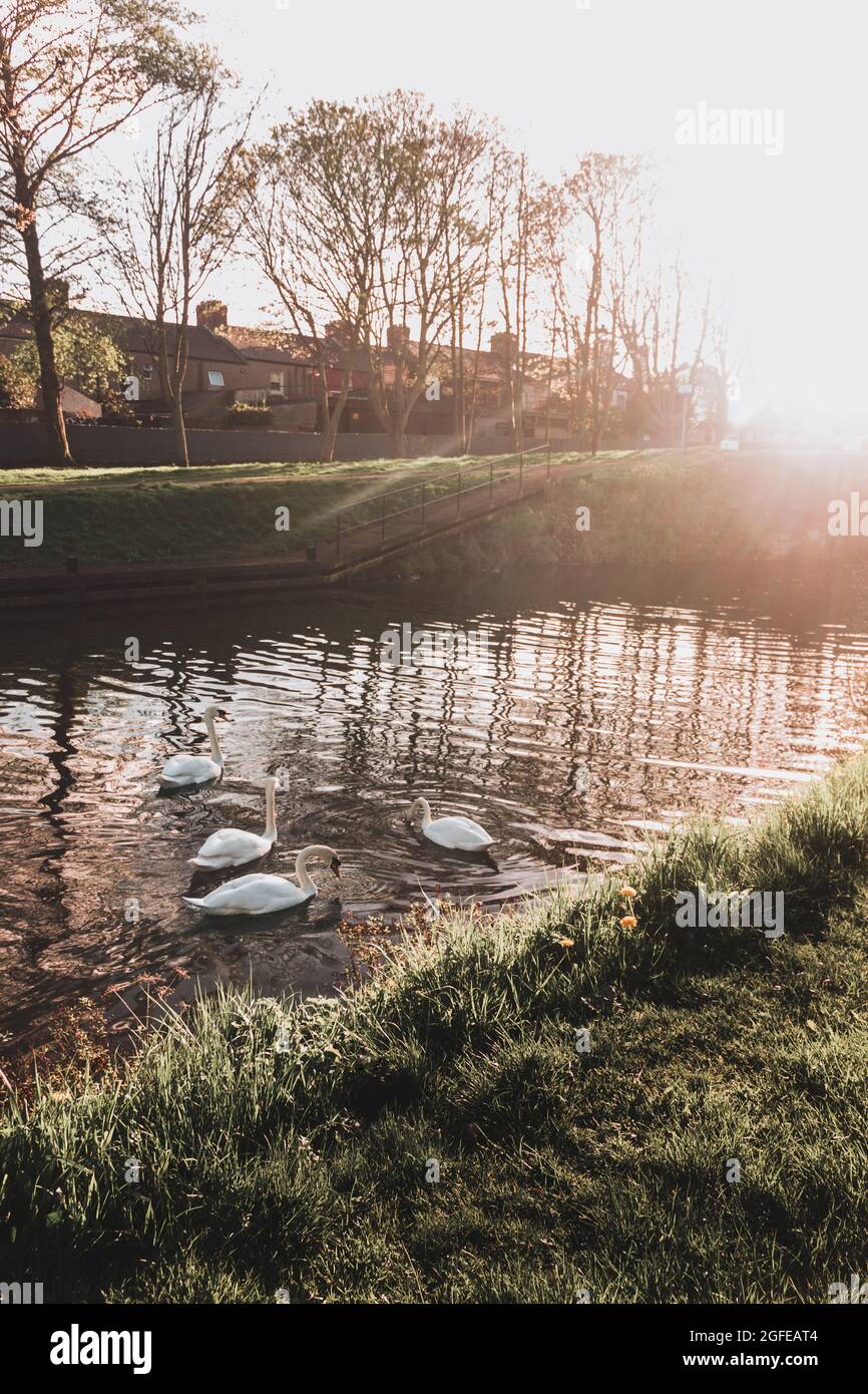 Beautiful Lake with Swans and Sunshine on a Sunny Day Stock Photo
