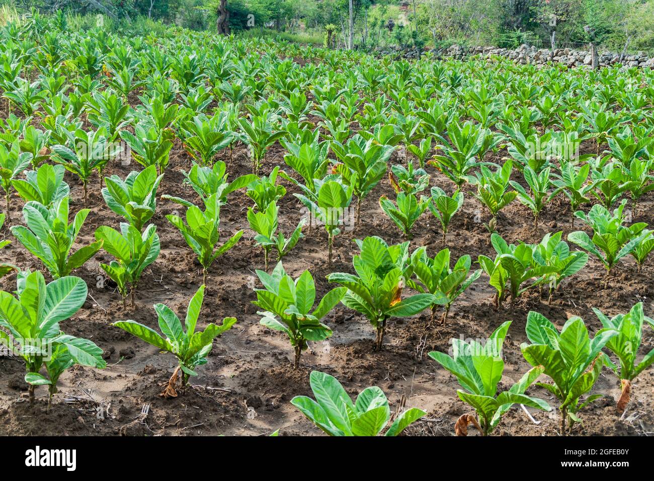tobacco colombia Tobacco farm in Santander department of Colombia Stock Photo