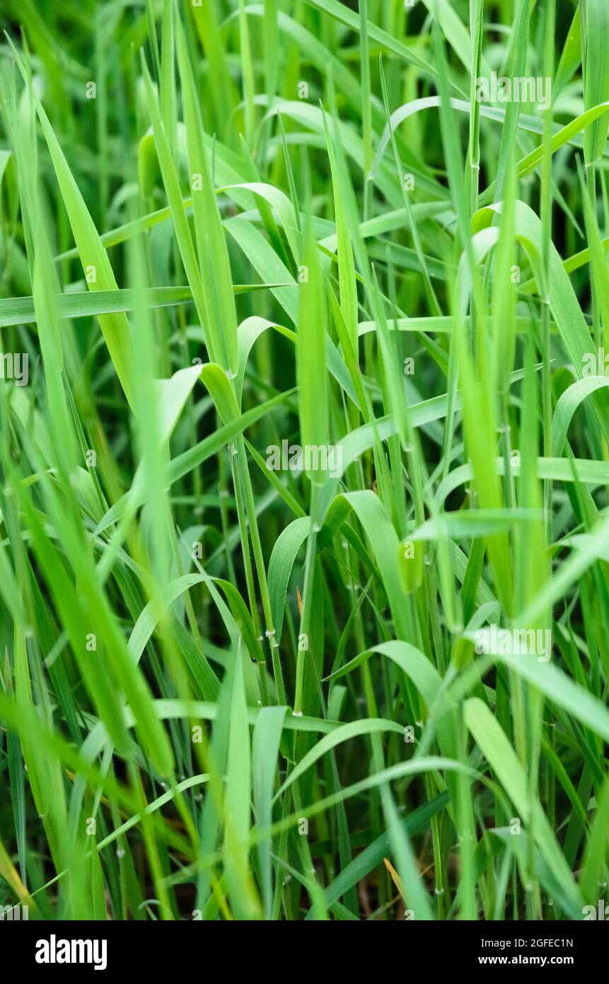 Green grass blades, natural abstract background Stock Photo