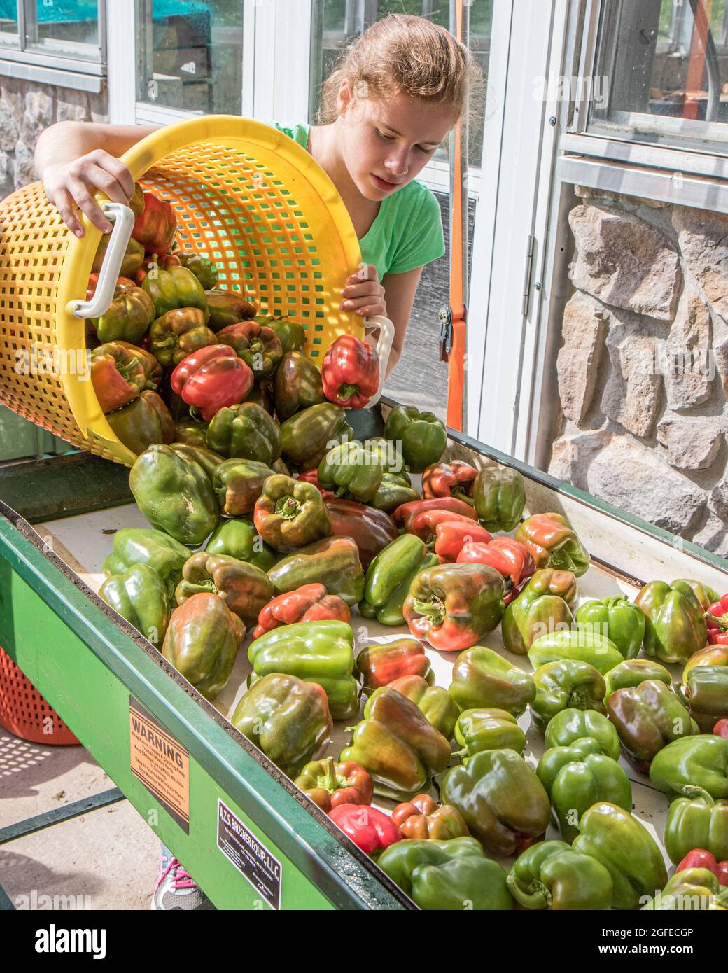 Peppers being placed on the washer just after harvesting Stock Photo