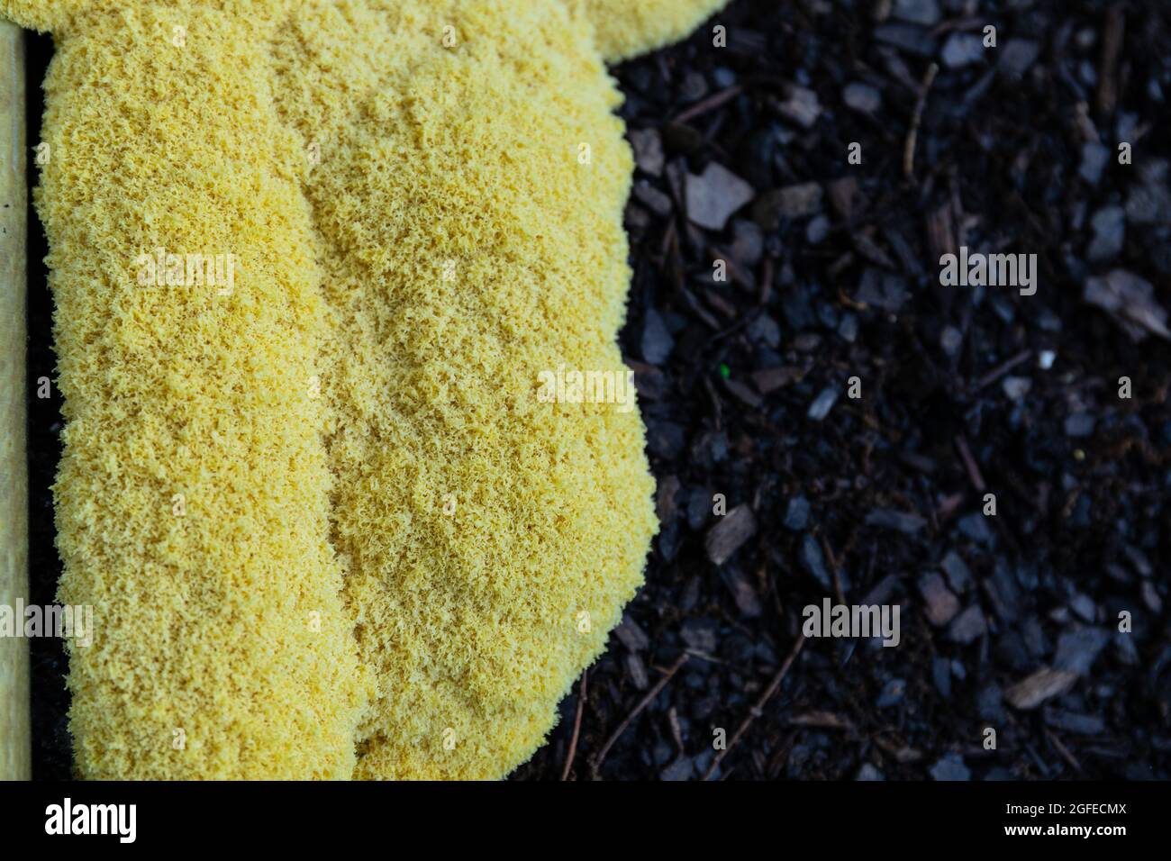 Fuligo septica slime mold in a garden bed growing on dark mulch, yellow dog's vomit slime mould, copy space, horizontal aspect Stock Photo