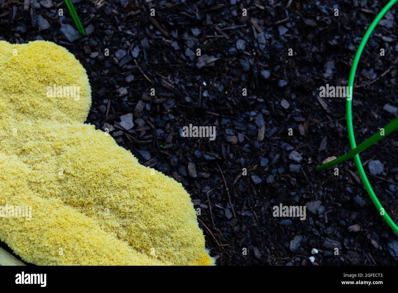 Yellow slime mold Fuligo septica growing in dark mulch beside green tomato cages, creative copy space, horizontal aspect Stock Photo