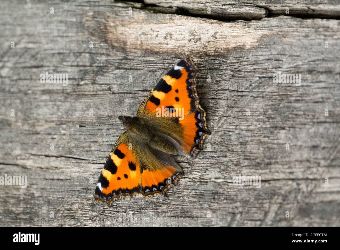 Small Tortoiseshell Butterfly on wooden board Stock Photo