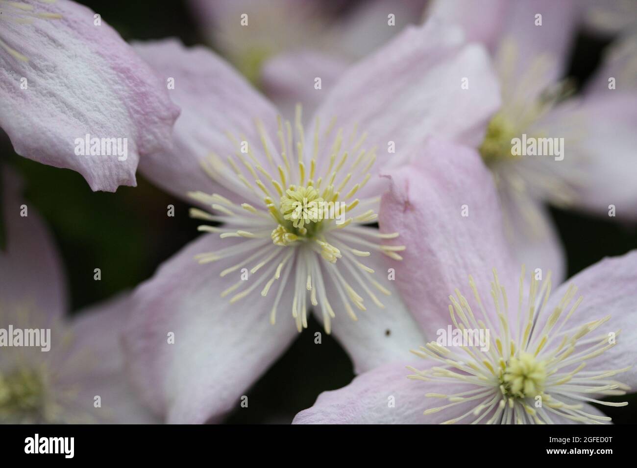 Close up of an open flower of Clematis Montana Wilsonii Stock Photo