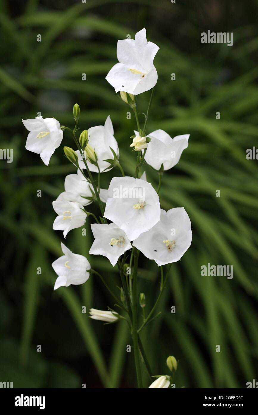 Close up of a Campanula Medium head with white flowers Stock Photo