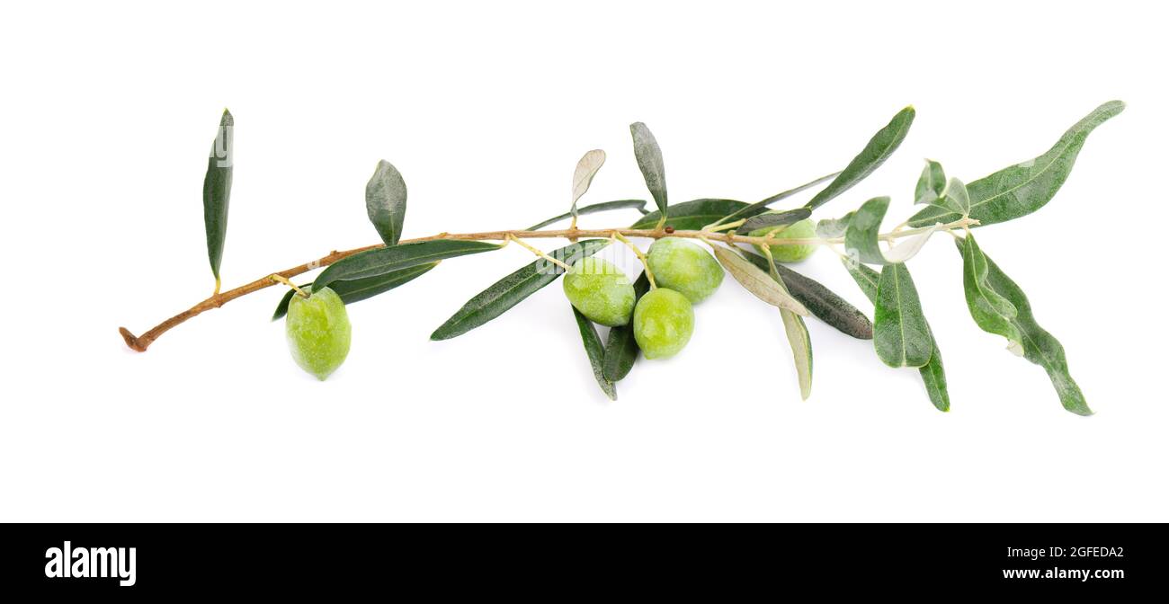 Olive branch isolated on white background. Green olives with leaves ...