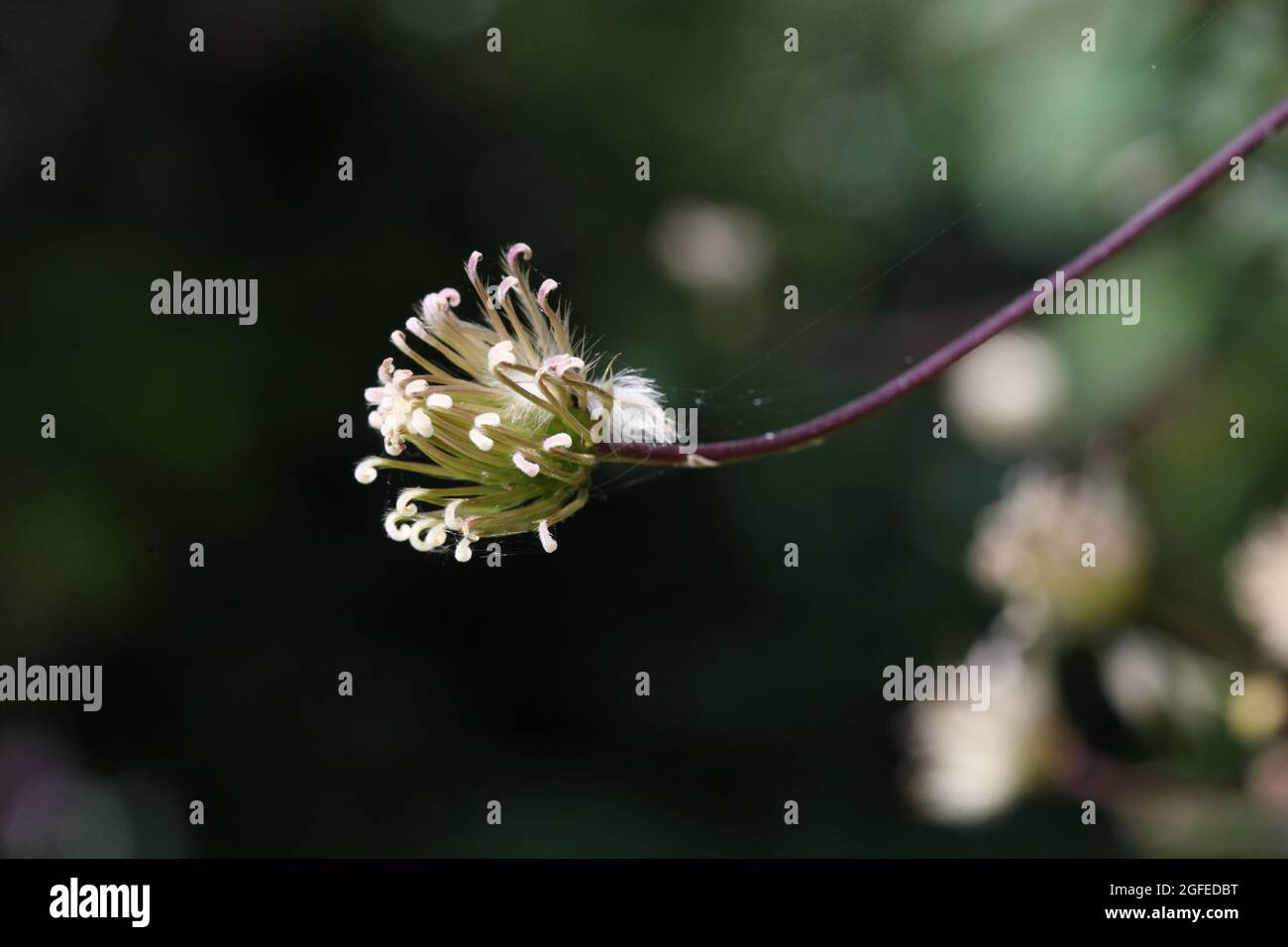 Seed head forming on a Clematis Montana Wilsonii Stock Photo