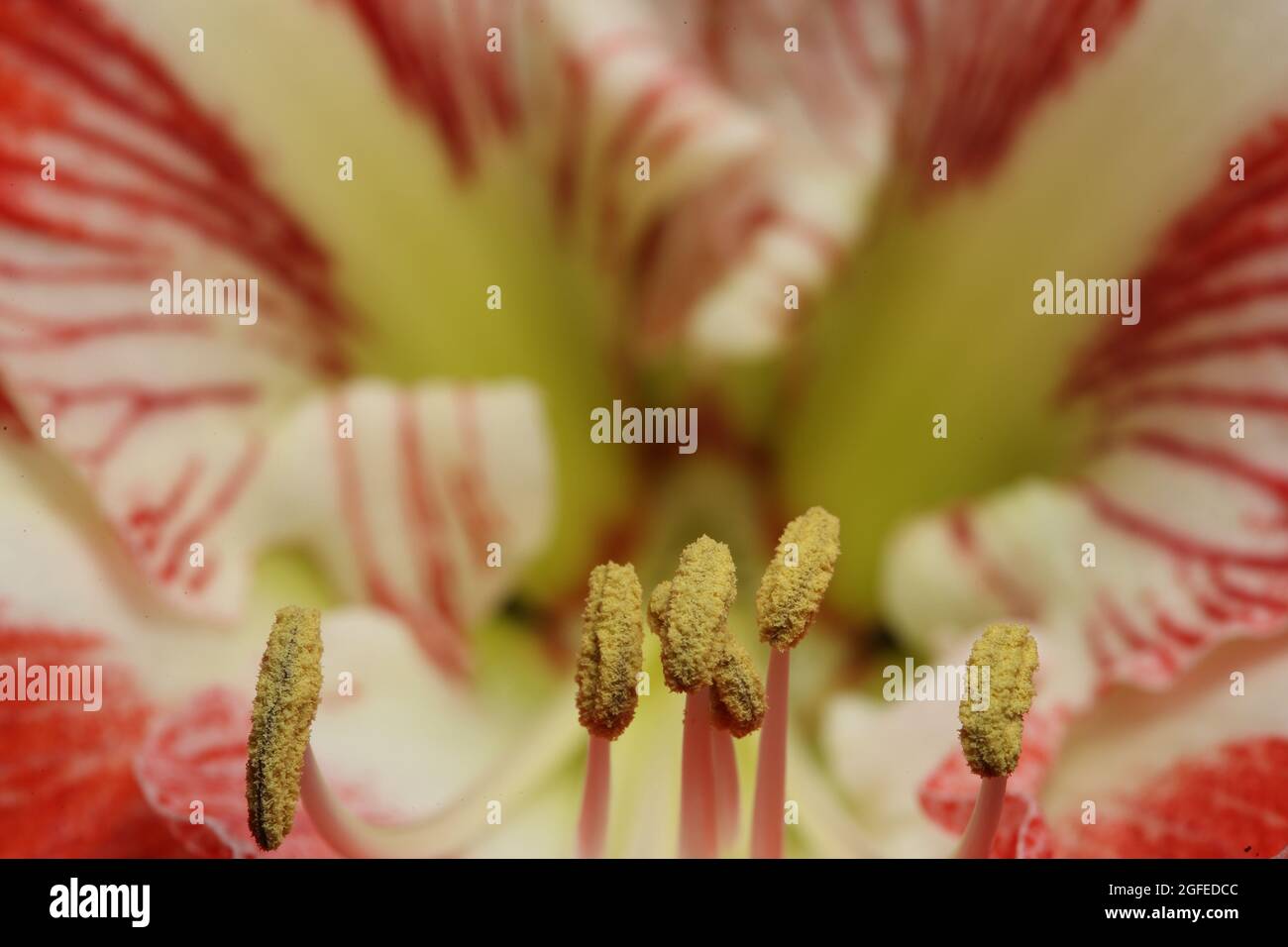 Close up of anthers protruding from an open flower head of a Hippeastrum Stock Photo