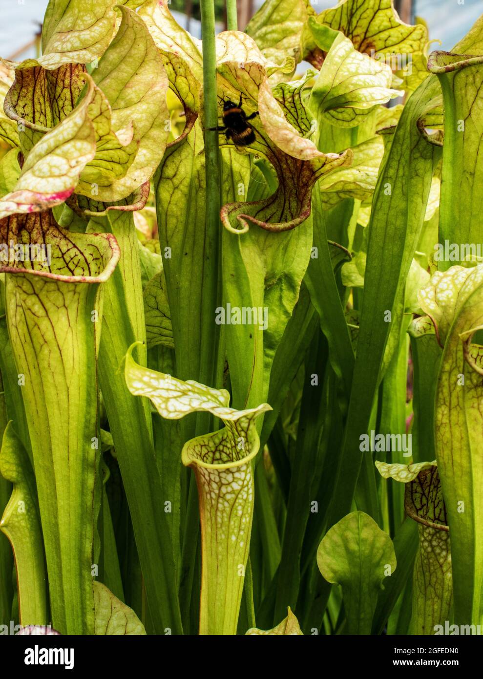 Trumpet pitcher plants hi-res stock photography and images - Alamy