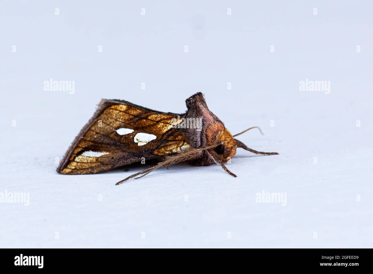 Gold Spot Moth (Plusia festucae) Stock Photo