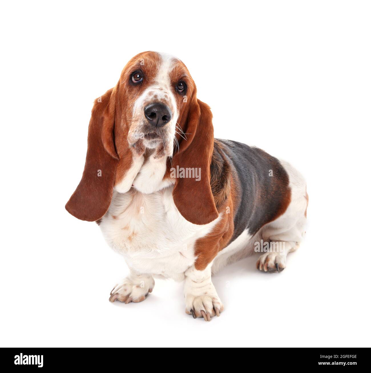 Basset hound dog on white background Stock Photo - Alamy