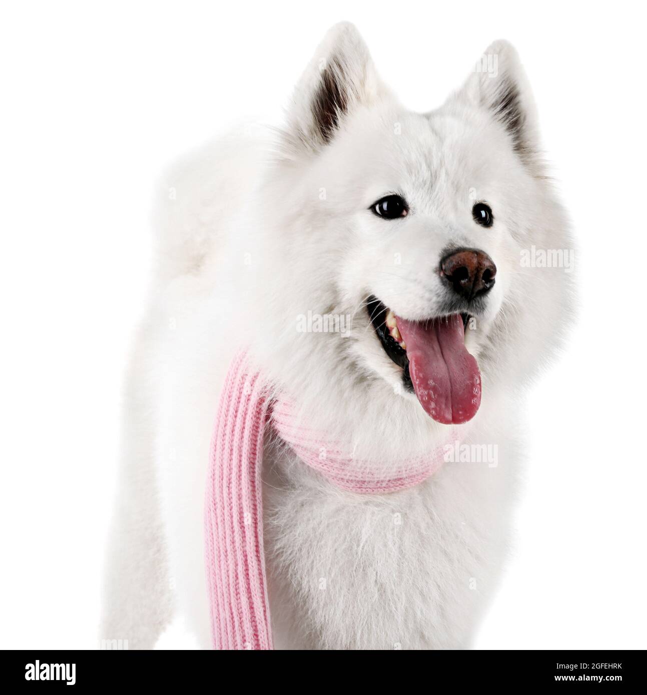 samoyed scarf