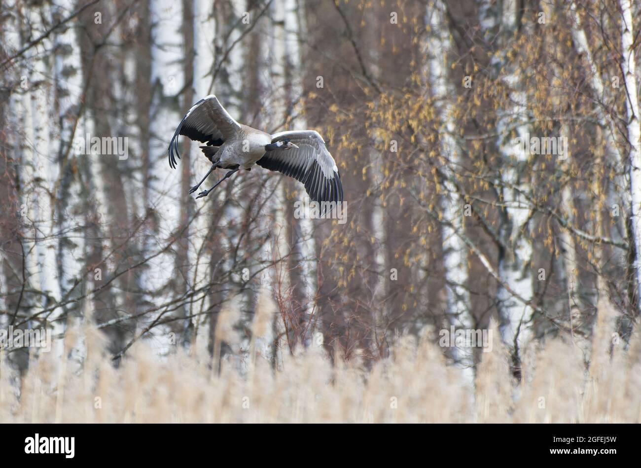 Common Crane (Eurasian crane) taking off in the forest behind the reeds in the beginning of May in Western Finland. Stock Photo