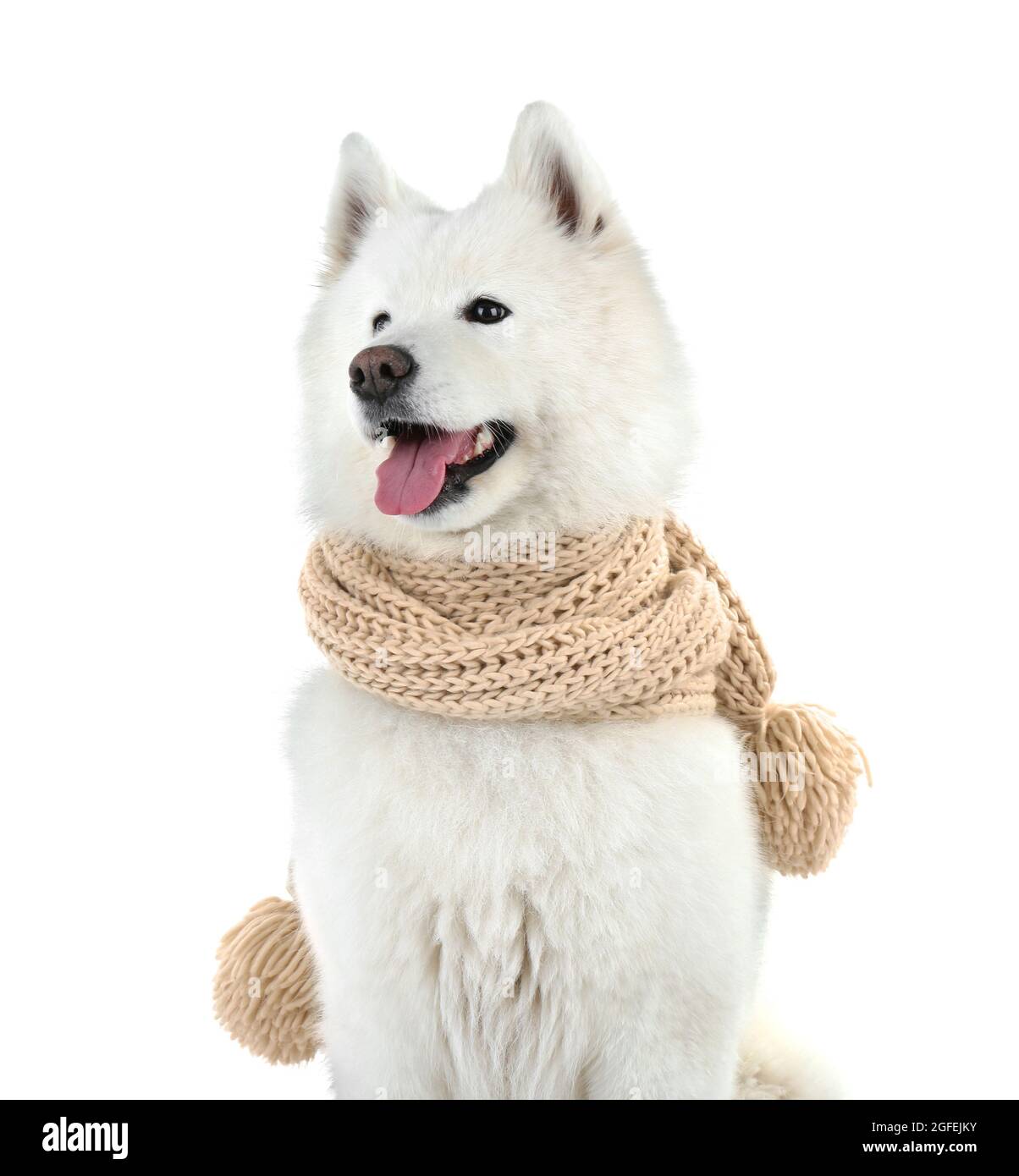 samoyed scarf