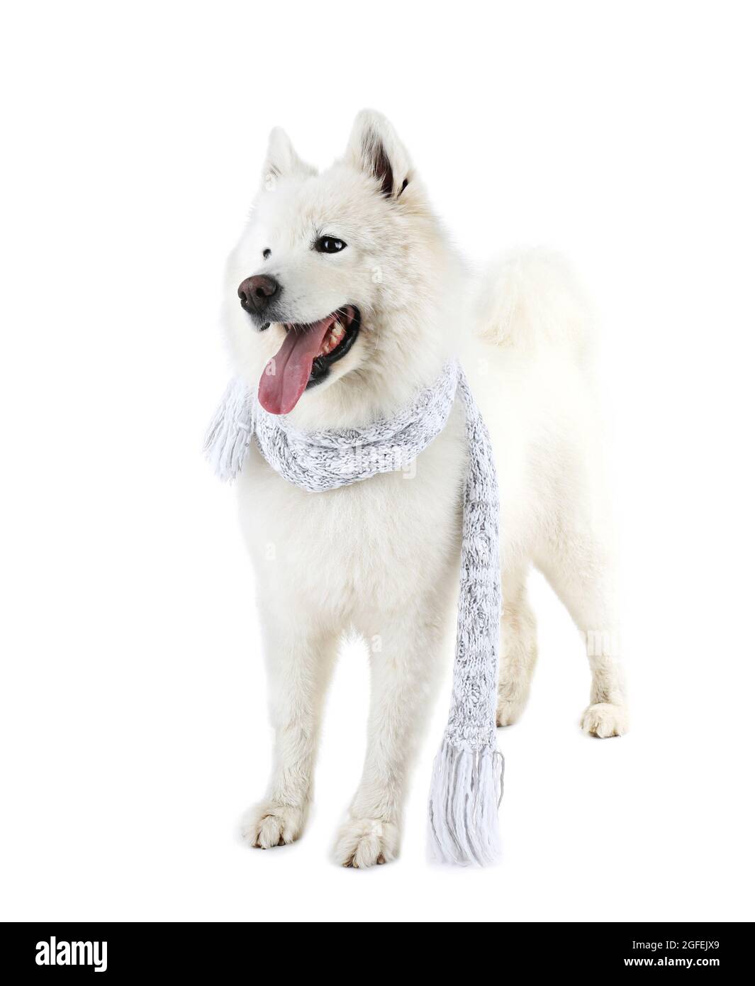 samoyed scarf