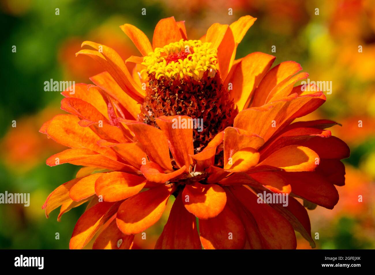 A single orange Zinnia violacea 'Orange King' flower head, side view close up beauty bloom Stock Photo