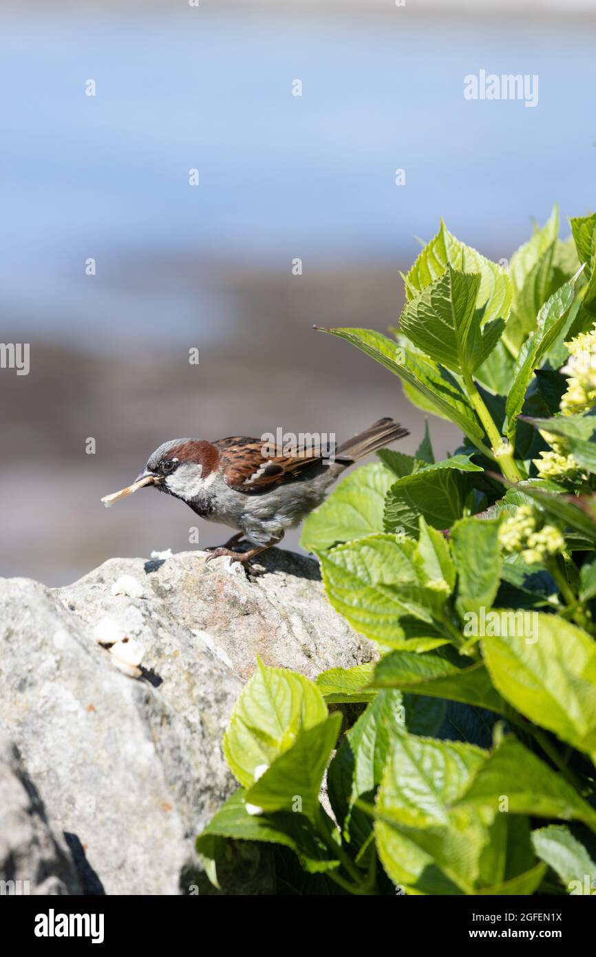 House sparrow eating food on a wall at Seahouses, Northumberland, England. Stock Photo
