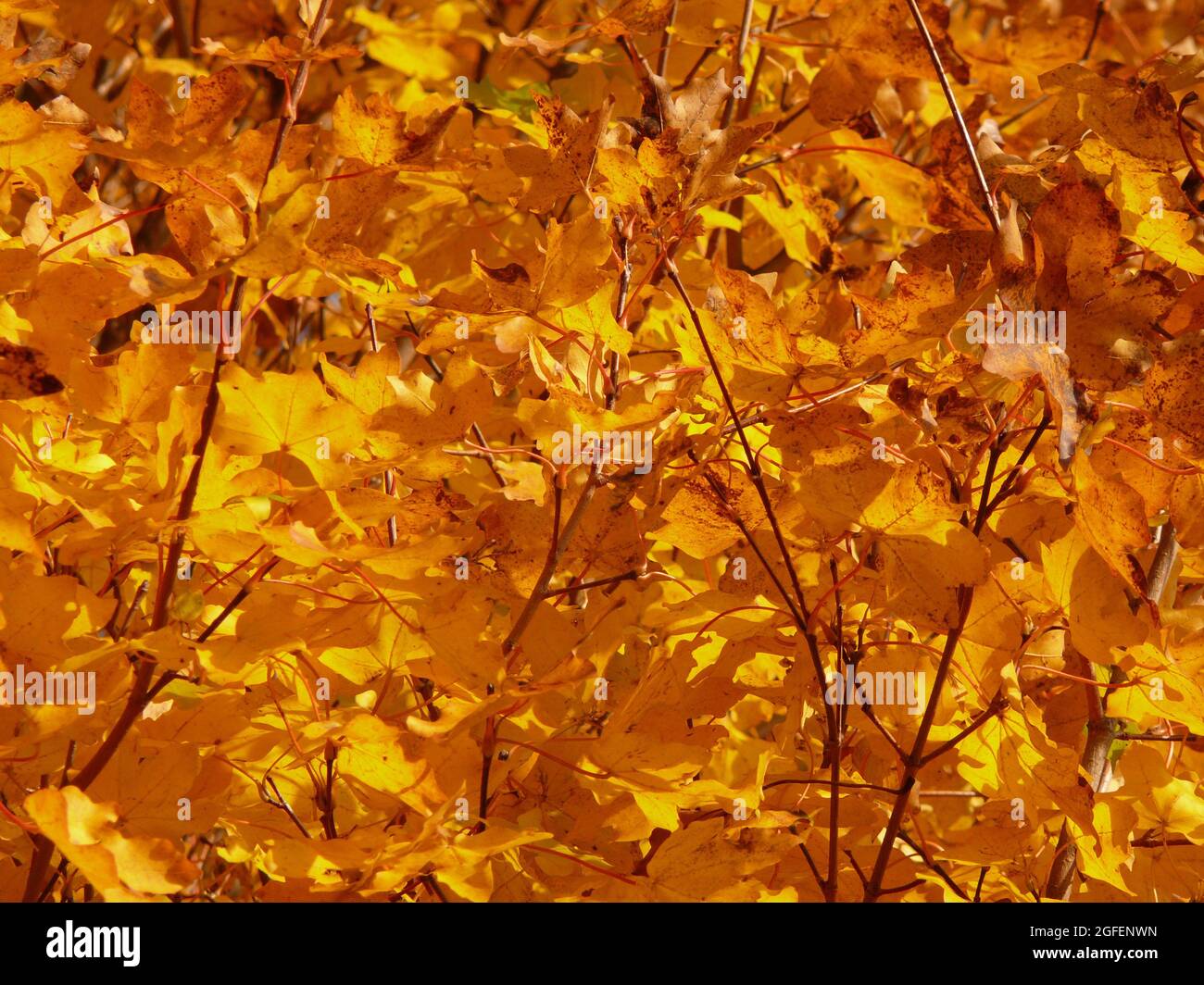 Maple Tree In Fall Stock Photo