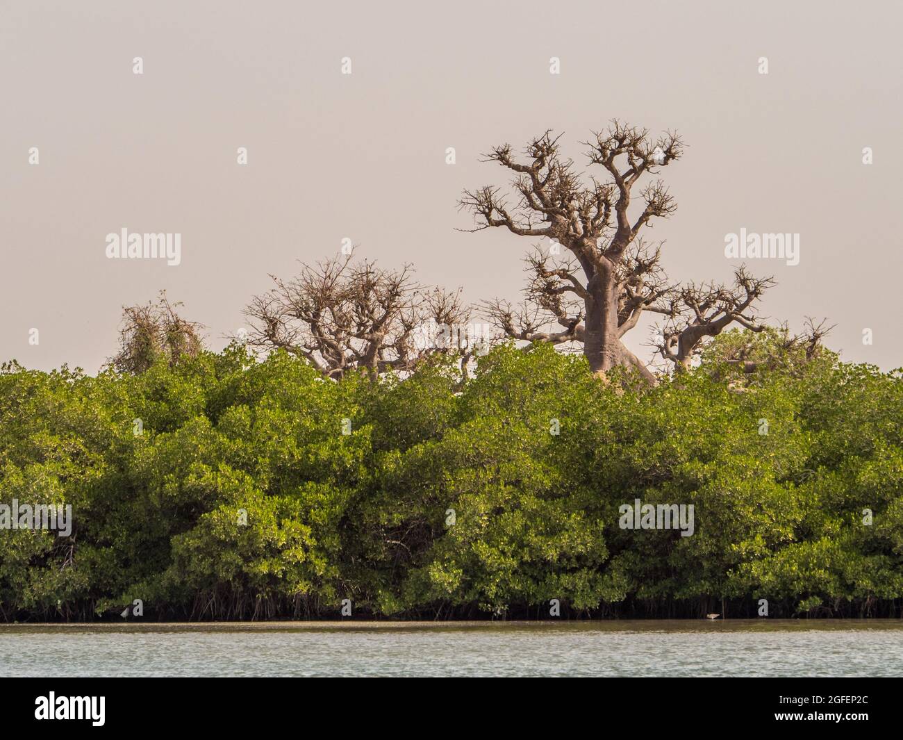 Mangroves - salt-tolerant trees, also called halophytes, and are adapted to life in harsh coastal conditions. Stock Photo