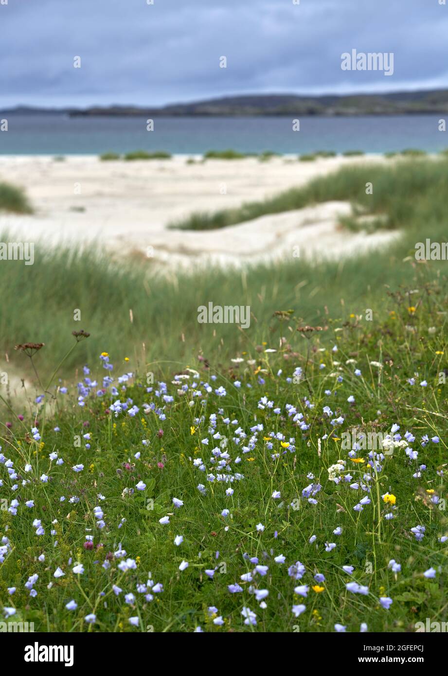 Beautiful wildflowers on the machair by Reef Beach (Traigh na Beirigh)  in the Isle of Lewis. Stock Photo