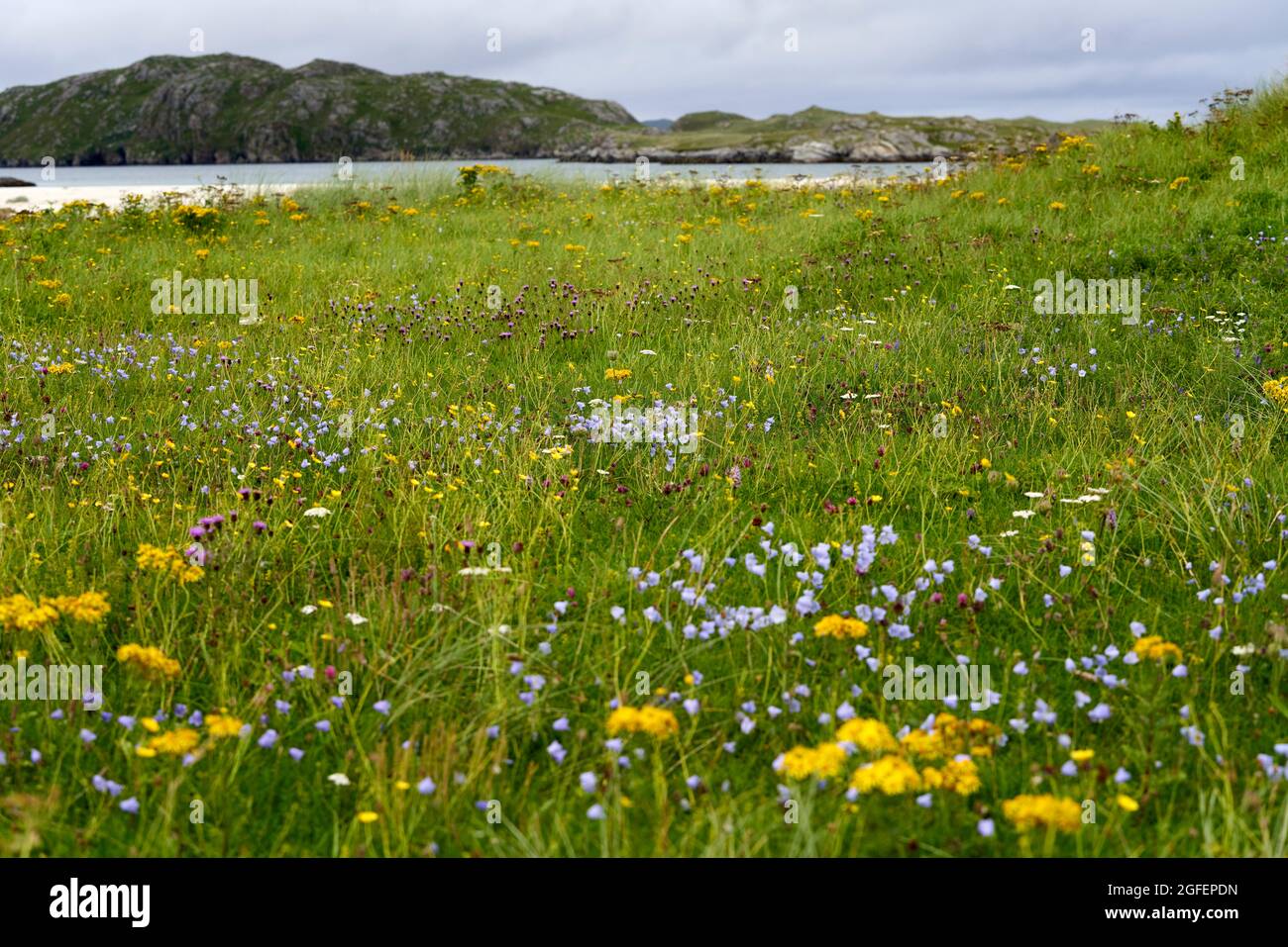Beautiful wildflowers on the machair by Reef Beach (Traigh na Beirigh)  in the Isle of Lewis. Stock Photo