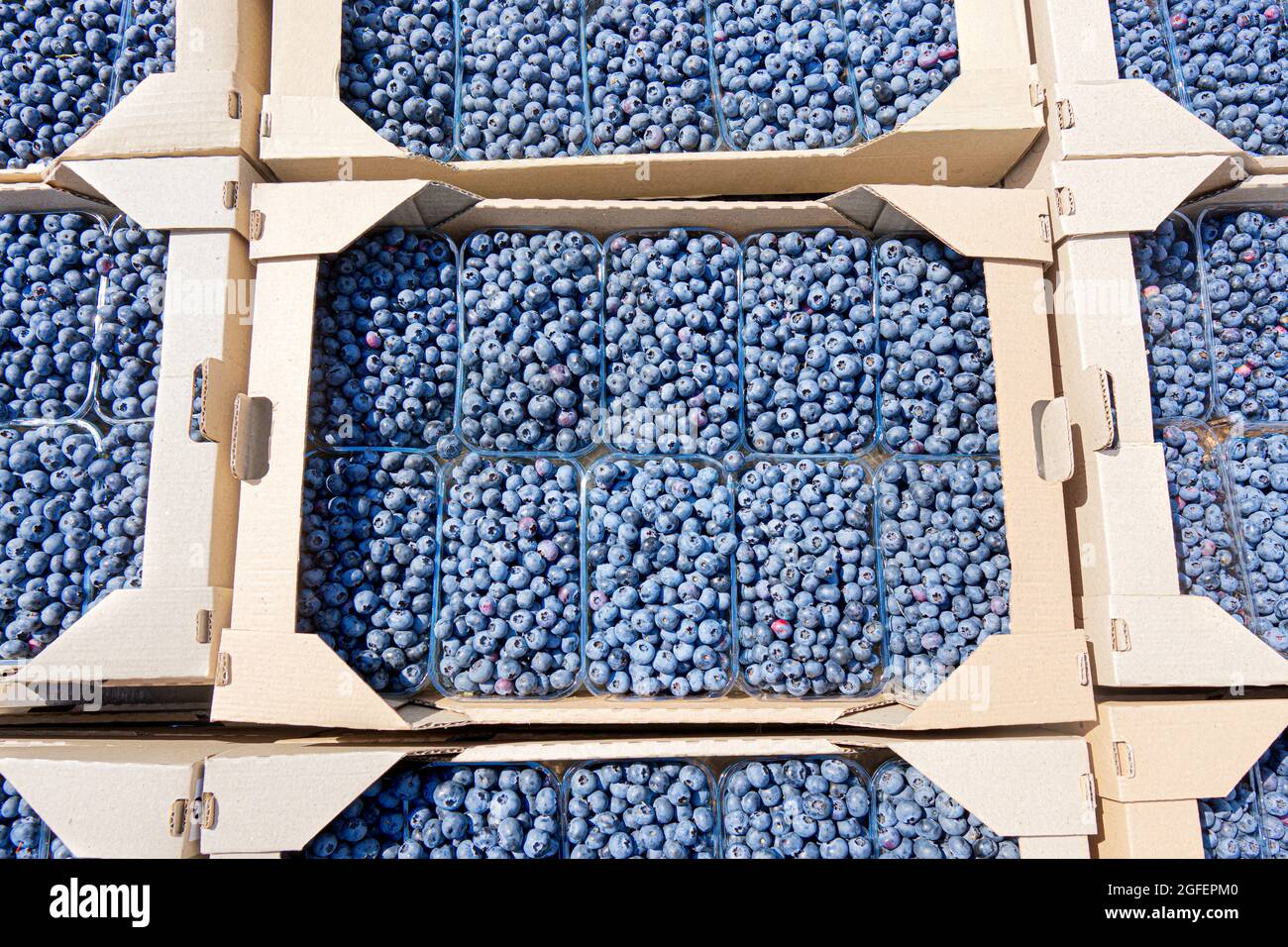 Freshly picked blueberries in self-assembly cardboard boxes ready for shipment Stock Photo