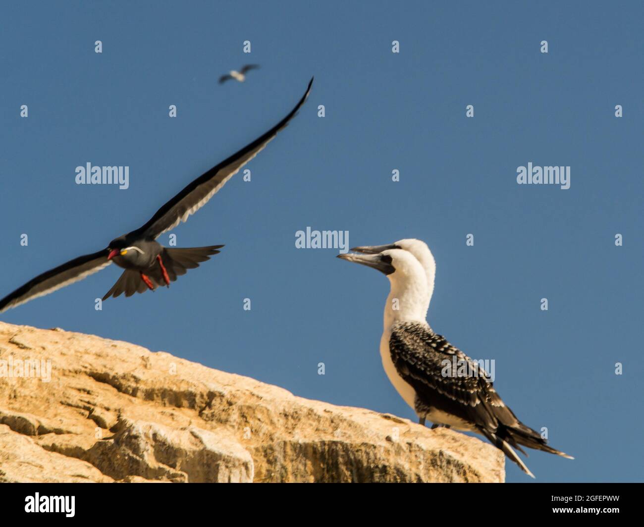 Peruvian booby (Sula variegata) sitting on a rock and flying inca terns (Larosterna Inca) in Ballestas Islands in the Paracas National Park, Peru. Stock Photo
