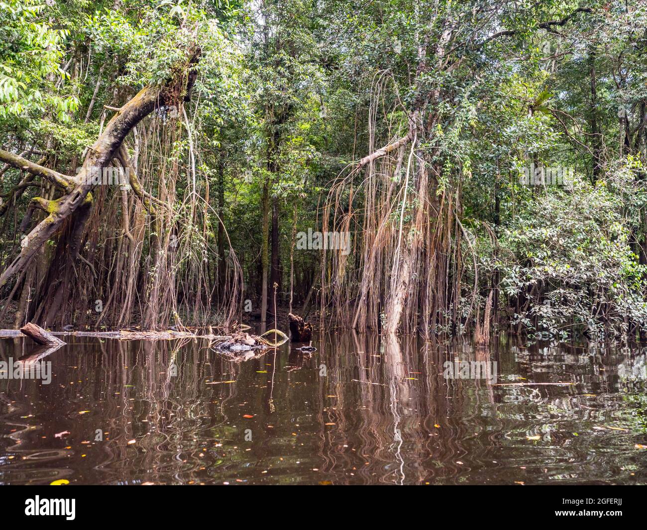 Magic Amazonia. Trees in the water in the rainforest during high water