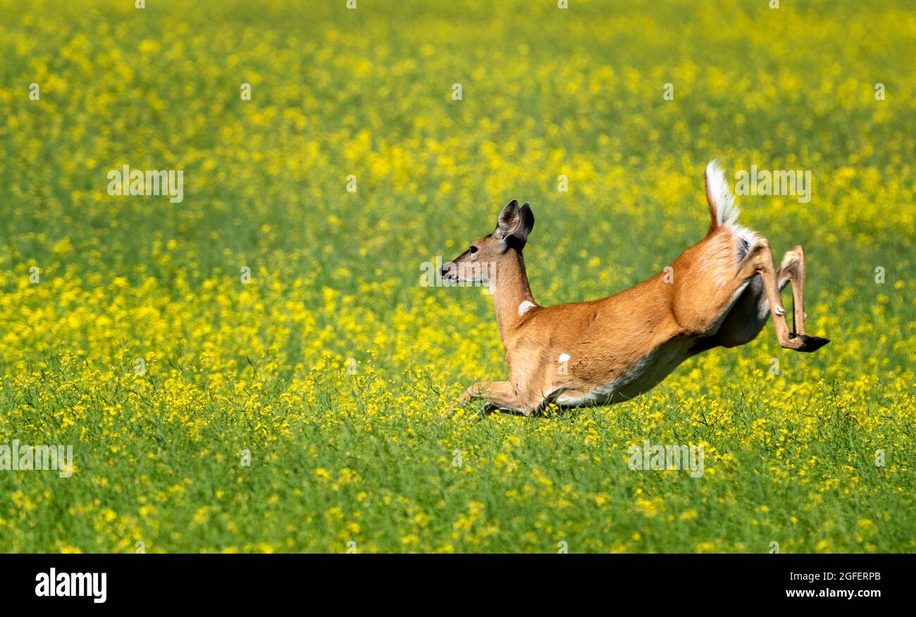 Deer Jumping in field Prairie Canola crop Stock Photo Alamy