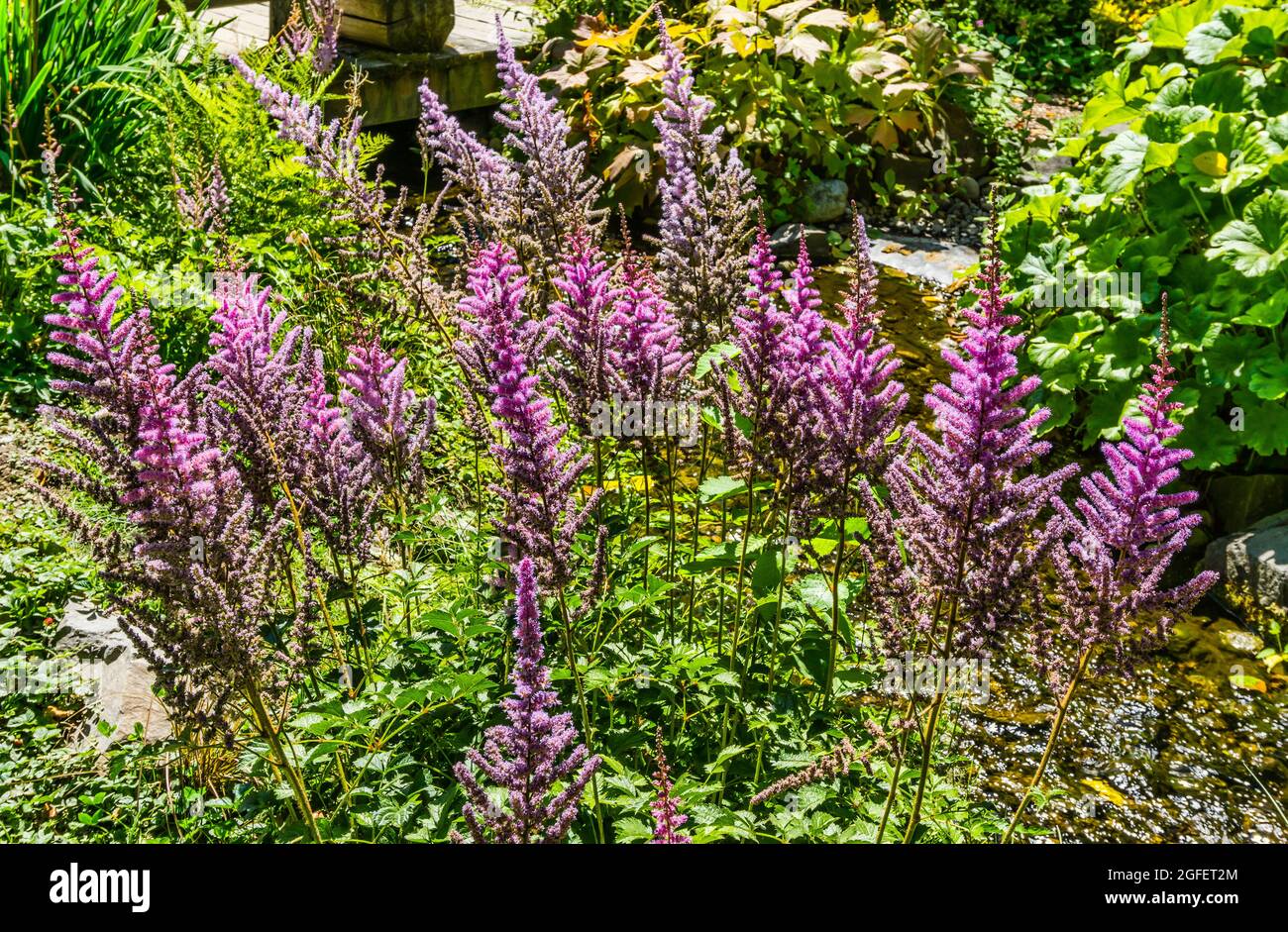 Purple summer flowers hi-res stock photography and images - Alamy