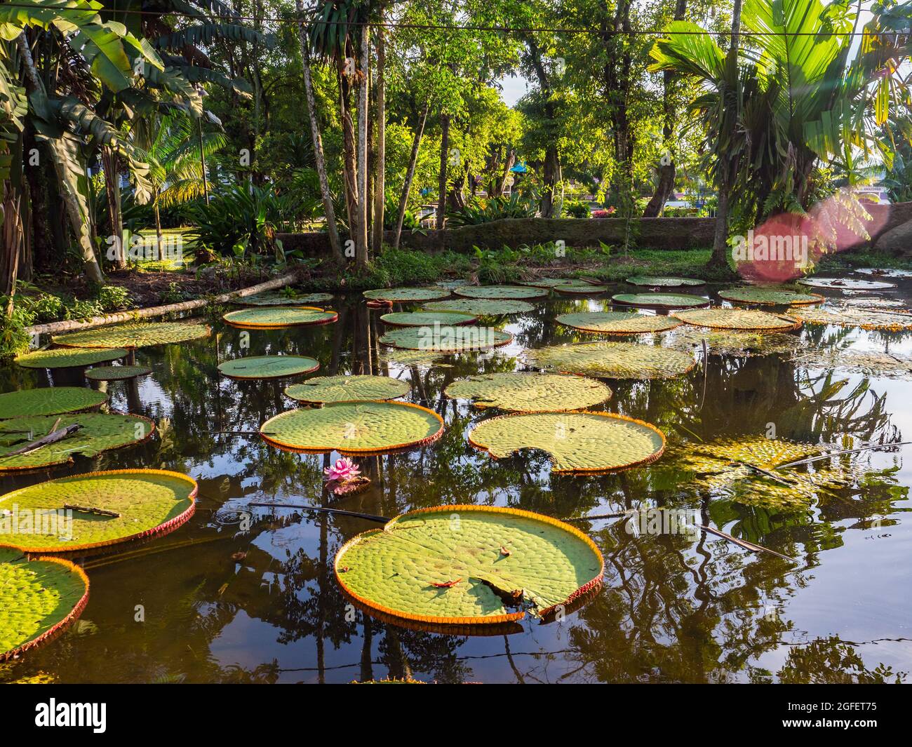 Victoria amazonica in the park of Leticia, Colombia. It is a species of flowering plant, the largest of the Nymphaeaceae family of water lilies. The l Stock Photo