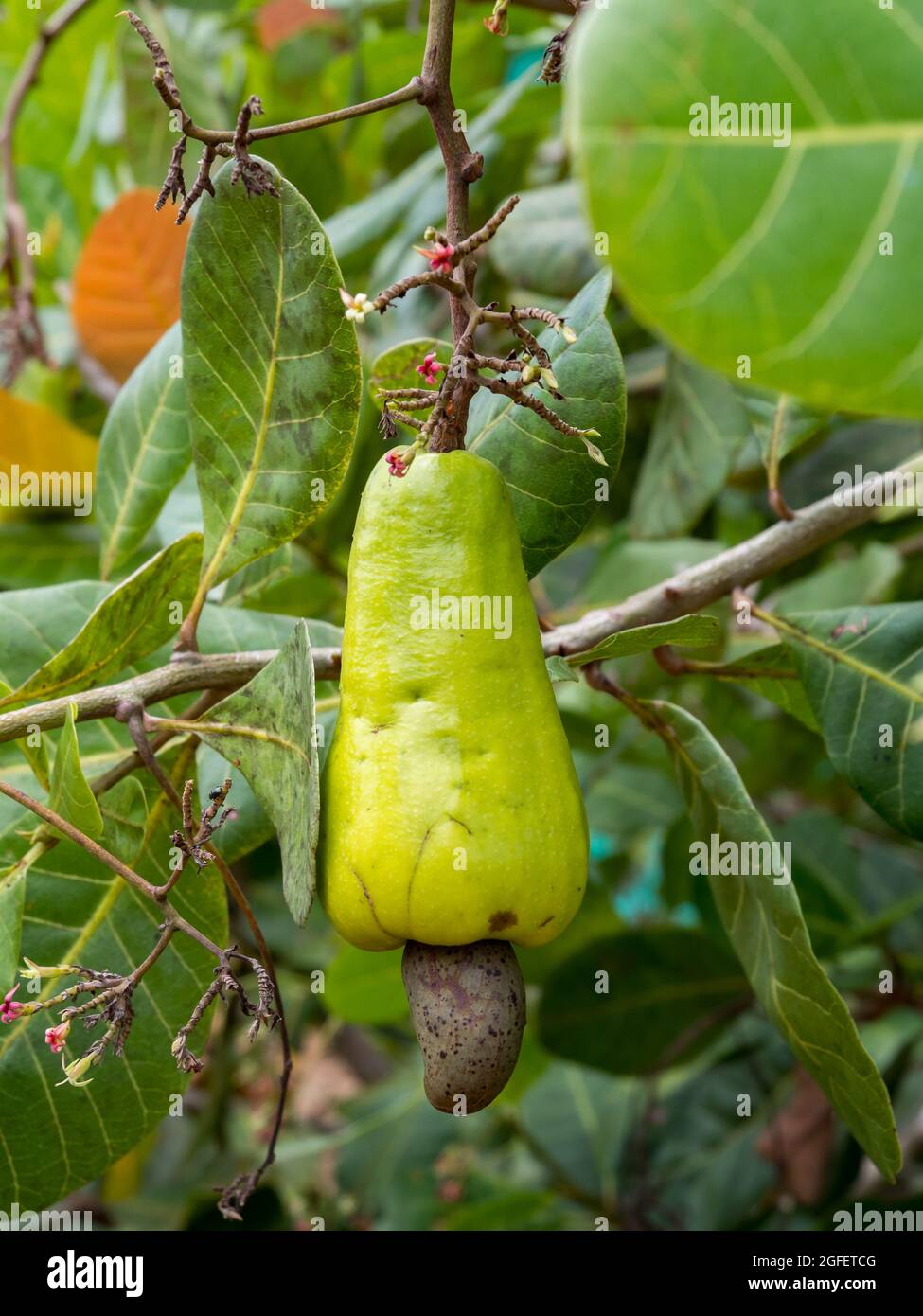 Cashew nuts on the tree in the Amazon rainforest - anacardium, are a genus of flowering plants in the family Anacardiaceae, native to tropical regions Stock Photo