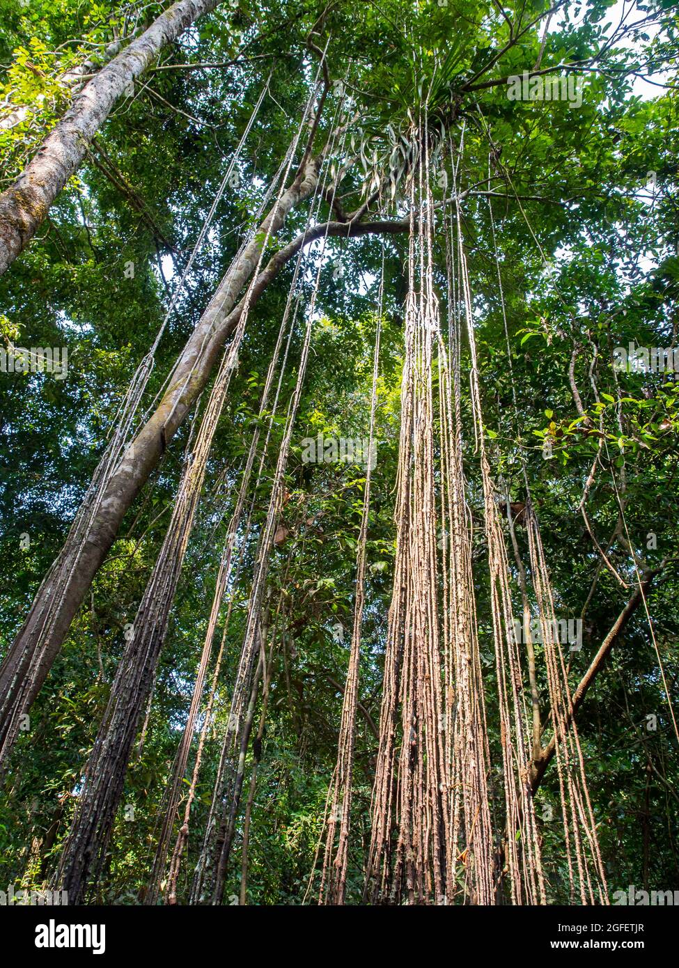 Amazonian jungle green lungs of the world. Brazil. Peru. Colombia