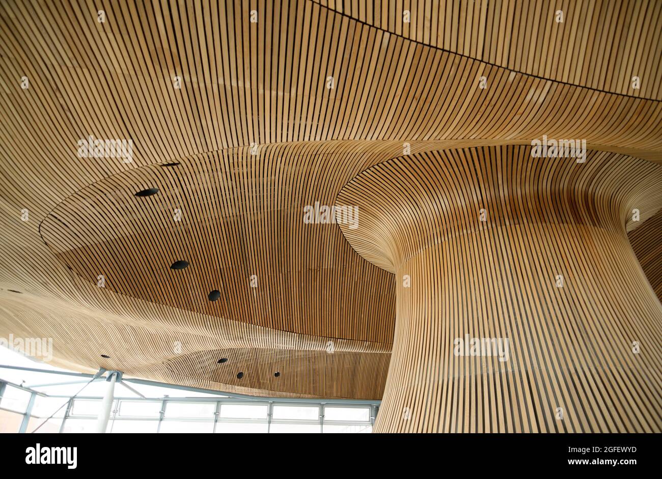 Inside the Welsh Parliament building in Cardiff Bay, Wales. Wavy, mushroom like ceiling/roof made of cedar wood. Richard Rogers designed building. Stock Photo