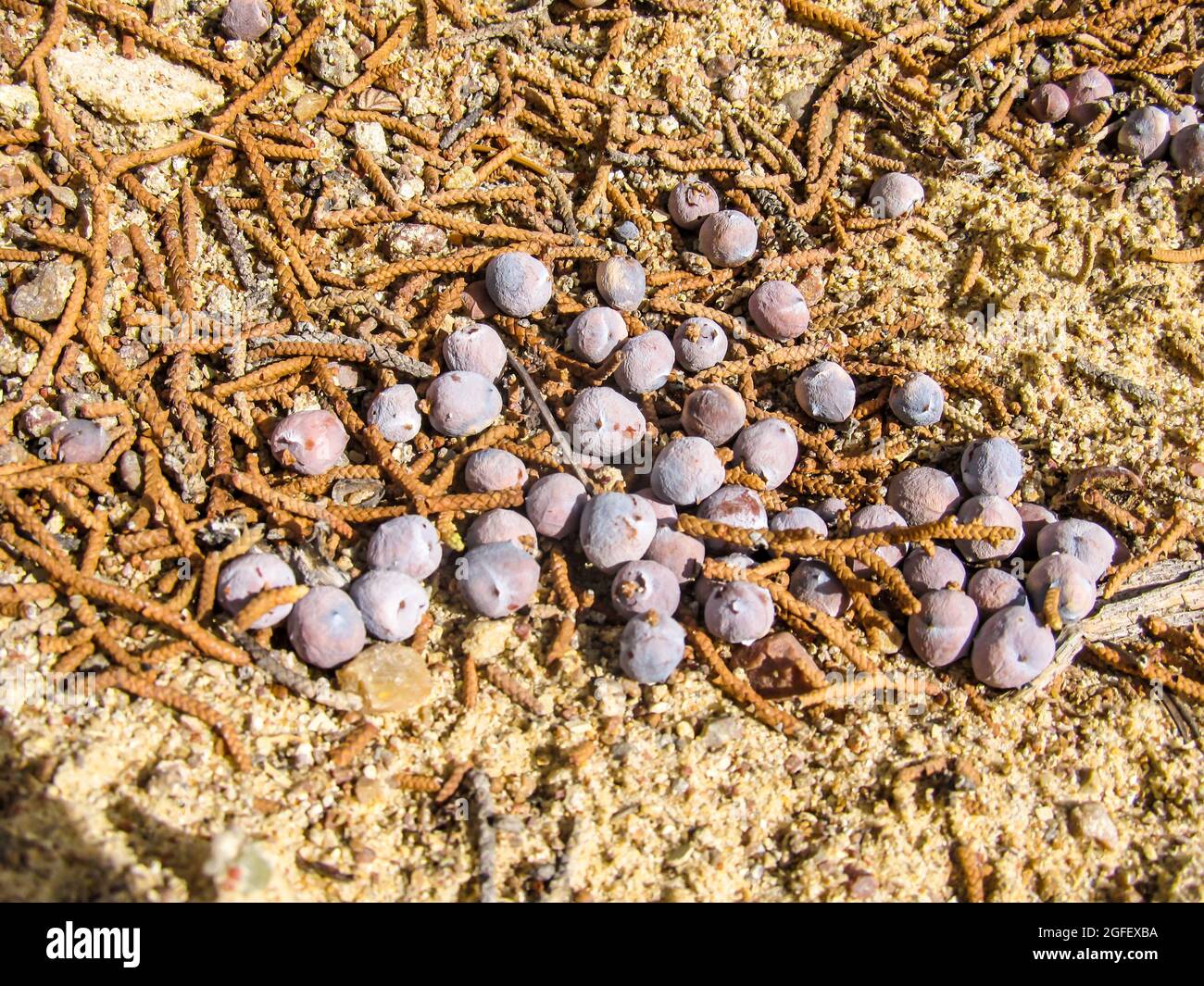 Purple berry-like scaled cones of the Utah Juniper, Juniperus Osteosperma, laying on the ground along with various fallen needles Stock Photo