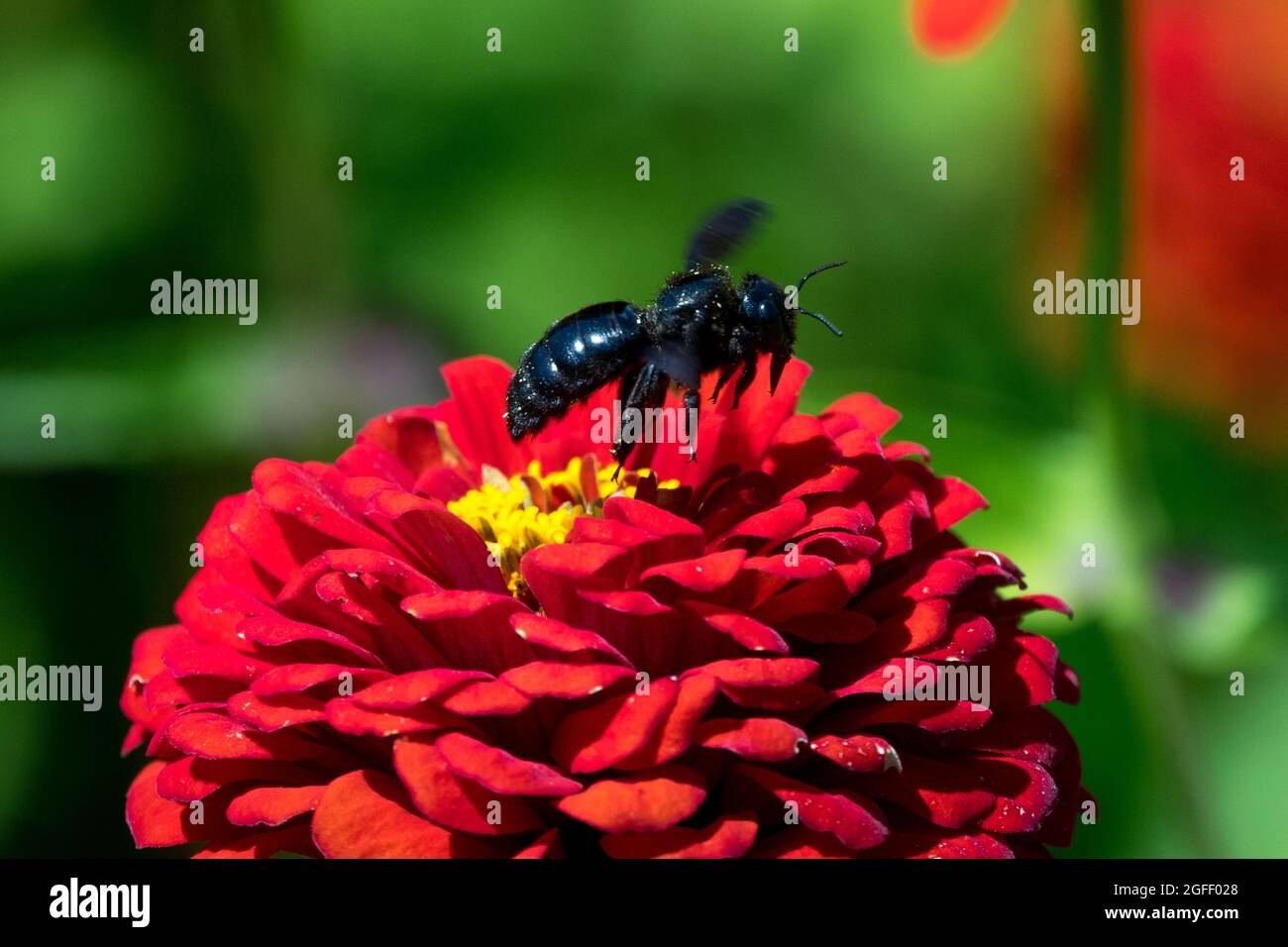 Bee flying, Large Violet Carpenter bee above red Zinnia flower Zinnia elegans bee Stock Photo