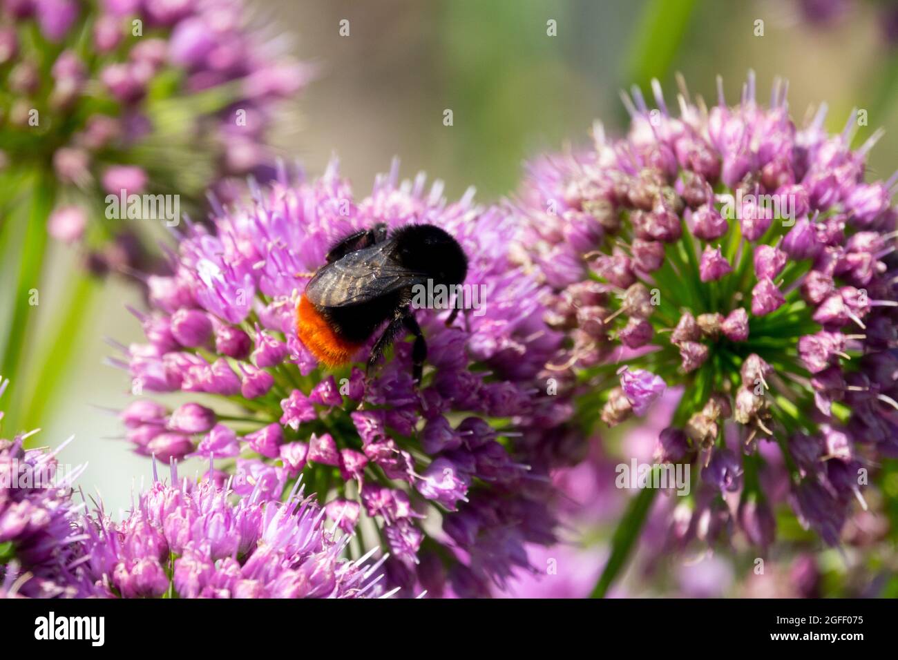 Red-Tailed Bumble bee on fower Allium 'Millenium' Bombus lapidarius Stock Photo