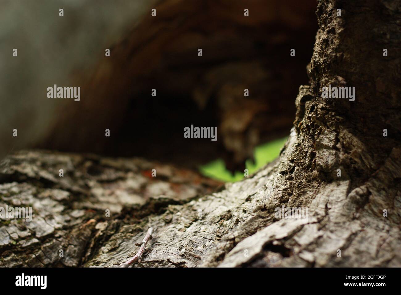 tree bark, macro photography, wooden tunnel, forest nature background. High quality photo Stock Photo