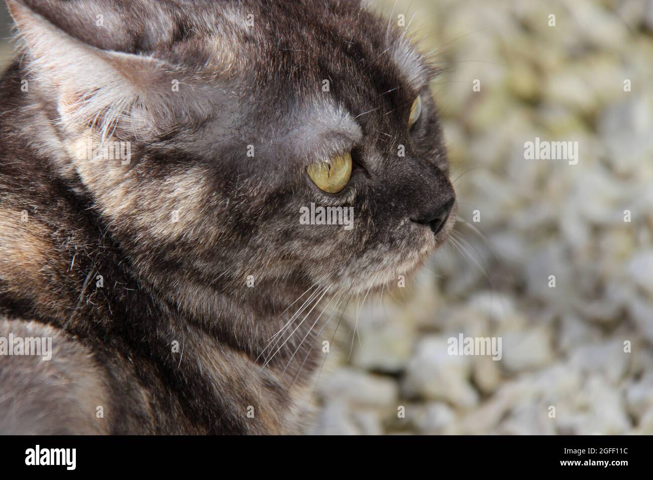 cat in a garden in france Stock Photo - Alamy