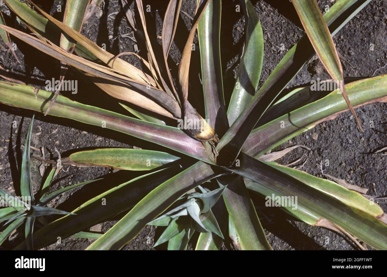 Heart rot (Phytophthora nicotianae var. parasitica) yellowing discolouration symptoms and dead growing point in young pineapple plants, South Africa Stock Photo