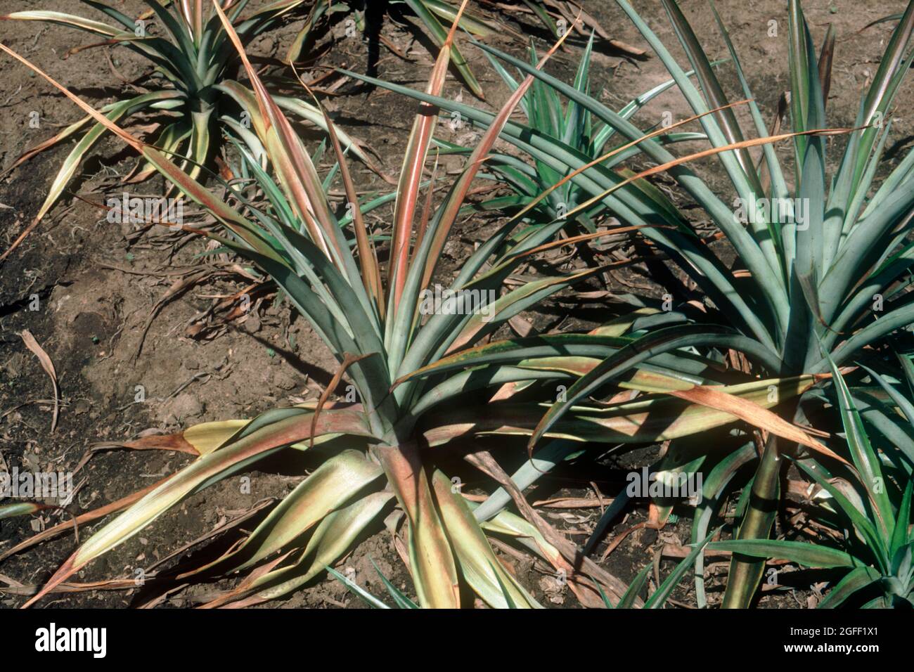 Heart rot (Phytophthora nicotianae var. parasitica) yellowing discolouration symptoms and dying growing point in young pineapple plants, South Africa Stock Photo